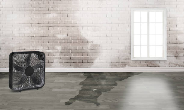 Best Water damage cleanup near me  in Brooksville, FL